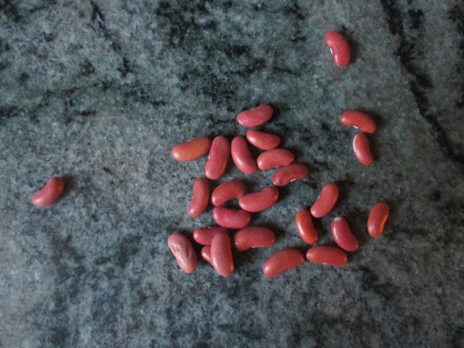 Kidney beans