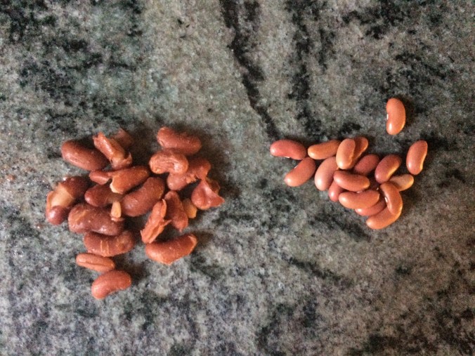 cooked beans versus dried beans