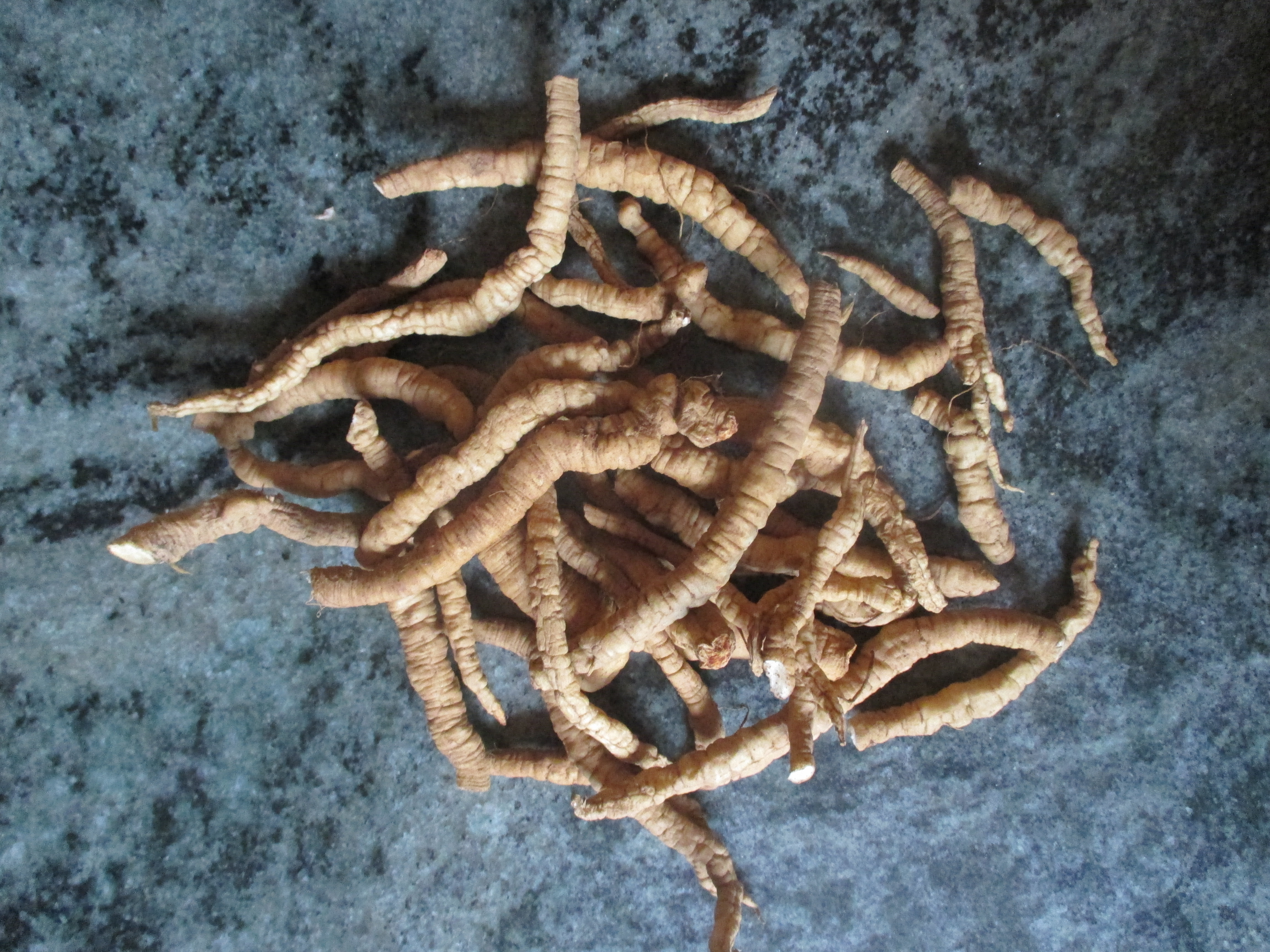raw skirret