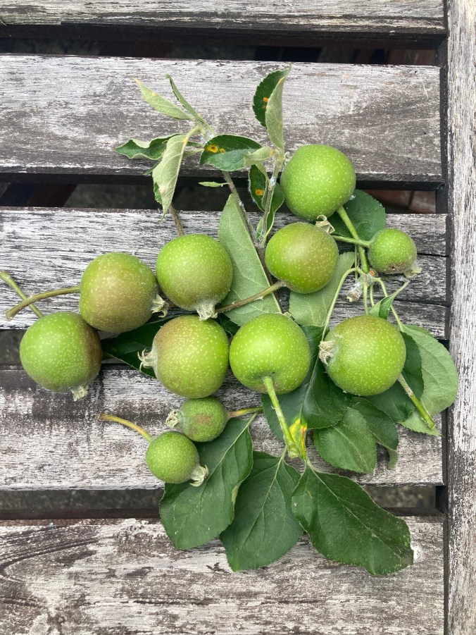 small, unripe apples on a table