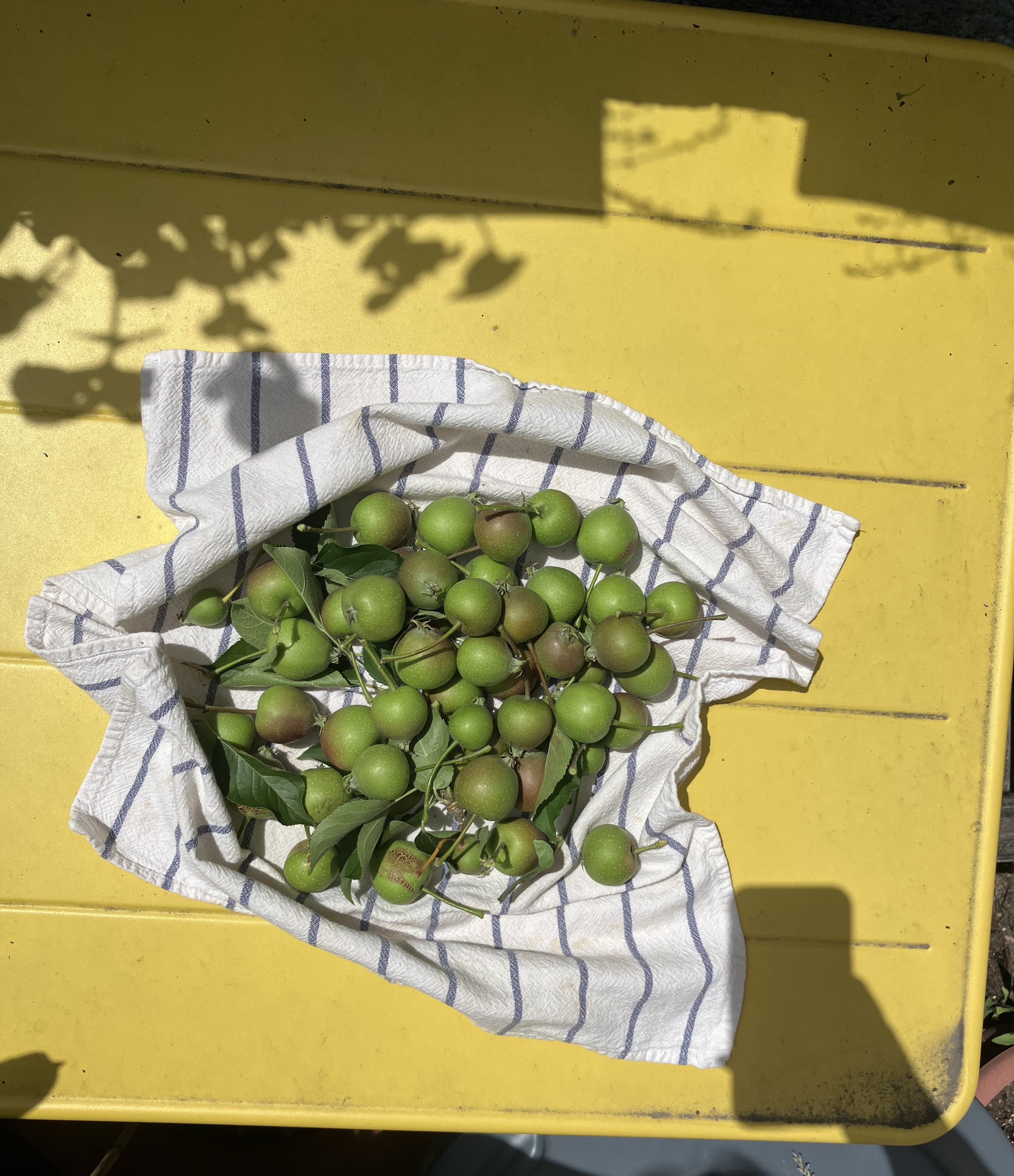 small green apples on white and blue cloth on yellow table