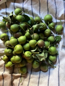 small unripe green apples on white cloth with blue stripes