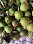 small unripe green apples close up