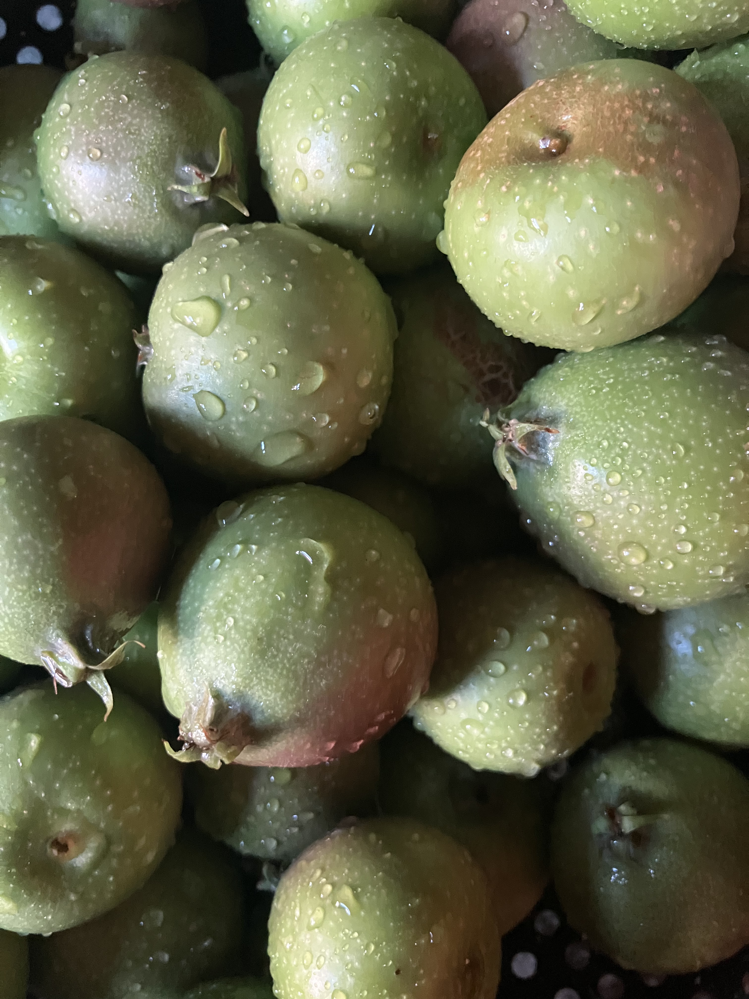 wet small unripe green apples